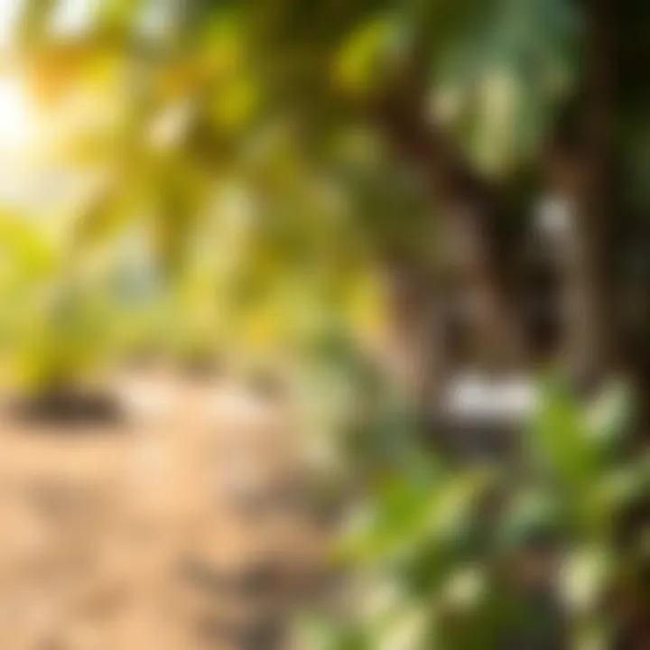 Illustration showing the growth of Solana ecosystem with various projects and its influence on the South African market